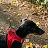 Buzz participe au concours pour gagner de l'argent avec cette photo : dog, dachshund, pet, animal, red_harness, outdoor, forest, leafy_ground, sunlight, nature, walking_path, black_coat, small_dog, curious, side_profile, canine, autumn_leaves, daylight, ground, exploring