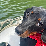 Buzz participe au concours pour gagner de l'argent avec cette photo : dog, close_up, black_dog, red_harness, water, boat, ropes, metal, outdoor, pet, animal, curious, portrait, canine, reflection, snout, ears, bright, daylight, nature