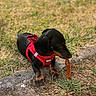 Buzz a rejoint le concours — aidez-le/la à gagner de superbes lots ! dog, puppy, dachshund, black_and_tan, red_harness, grass, leaf, outdoor, pet, animal, cute, lying, curious, small_dog, nature, young_dog, playful, canine, ground, sunlight