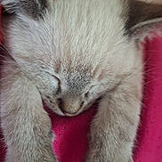 Blue a rejoint le concours — aidez-le/la à gagner de superbes lots ! kitten, sleeping, cat, paws, fur, closeup, nap, cozy, pink_blanket, cute, animal, pet, whiskers, soft, feline, resting, adorable, young_cat, domestic_cat, relaxing