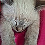 kitten, sleeping, cat, paws, fur, closeup, nap, cozy, pink_blanket, cute, animal, pet, whiskers, soft, feline, resting, adorable, young_cat, domestic_cat, relaxing