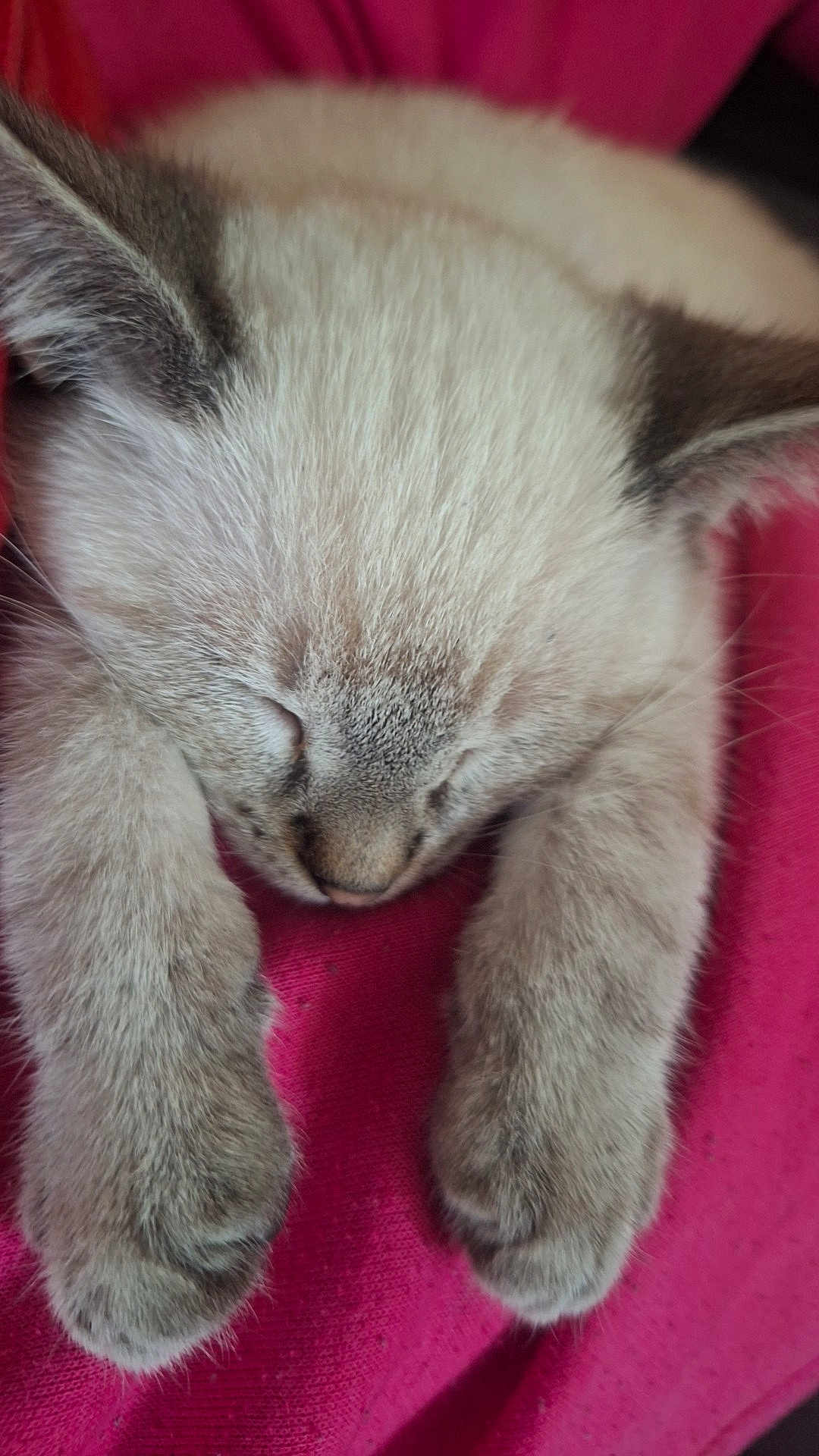 Blue a rejoint le concours — aidez-le/la à gagner de superbes lots ! kitten, sleeping, cat, paws, fur, closeup, nap, cozy, pink_blanket, cute, animal, pet, whiskers, soft, feline, resting, adorable, young_cat, domestic_cat, relaxing