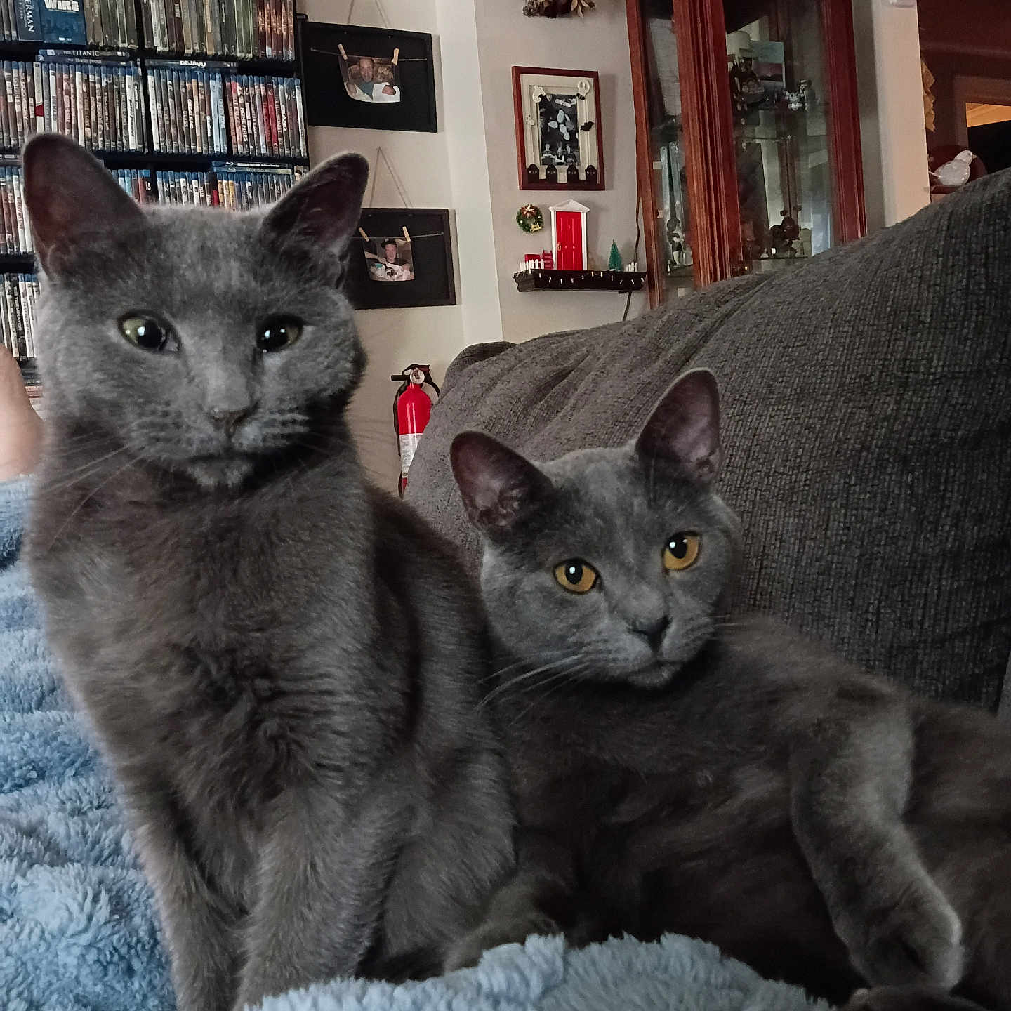 Buddy And Baby joined the competition — help win amazing prizes! cat, gray_cat, pet, feline, indoor, blanket, couch, relaxing, fur, eyes, living_room, bookshelf, dvds, furniture, decor, cozy, resting, companion_animals, two_animals, cute