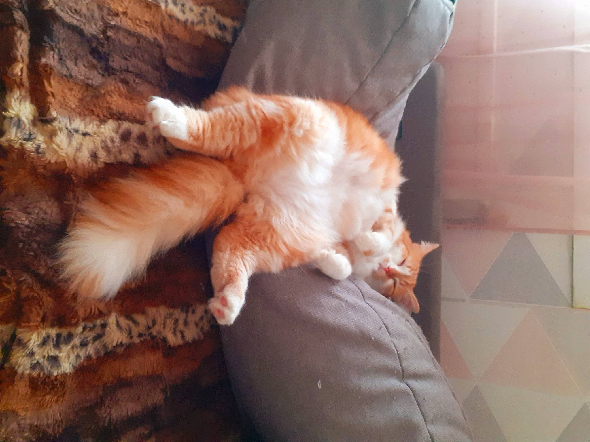 Chaton a rejoint le concours — aidez-le/la à gagner de superbes lots ! canidae, carnivore, cat, claw, comfort, companion_dog, dog_breed, fawn, felidae, flooring, fur, hardwood, human_leg, paw, small_to_medium_sized_cats, snout, sporting_group, tail, whiskers, wood