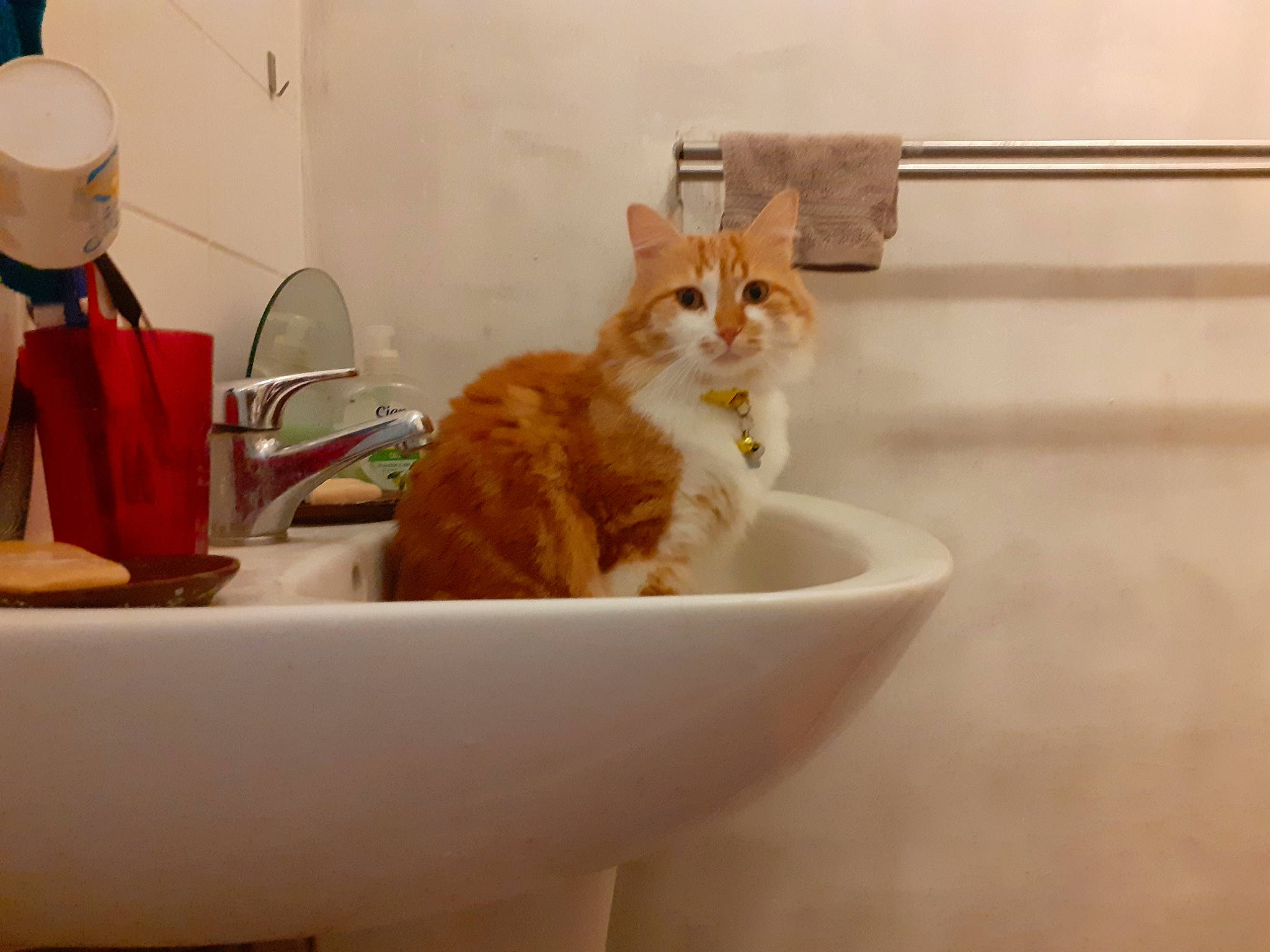 Chaton participe au concours pour gagner de l'argent avec cette photo : bathroom, carnivore, cat, ceramic, domestic_short_haired_cat, fedora, felidae, fur, hat, plumbing, plumbing_fixture, porcelain, serveware, sink, small_to_medium_sized_cats, sun_hat, tableware, tail, tap, whiskers