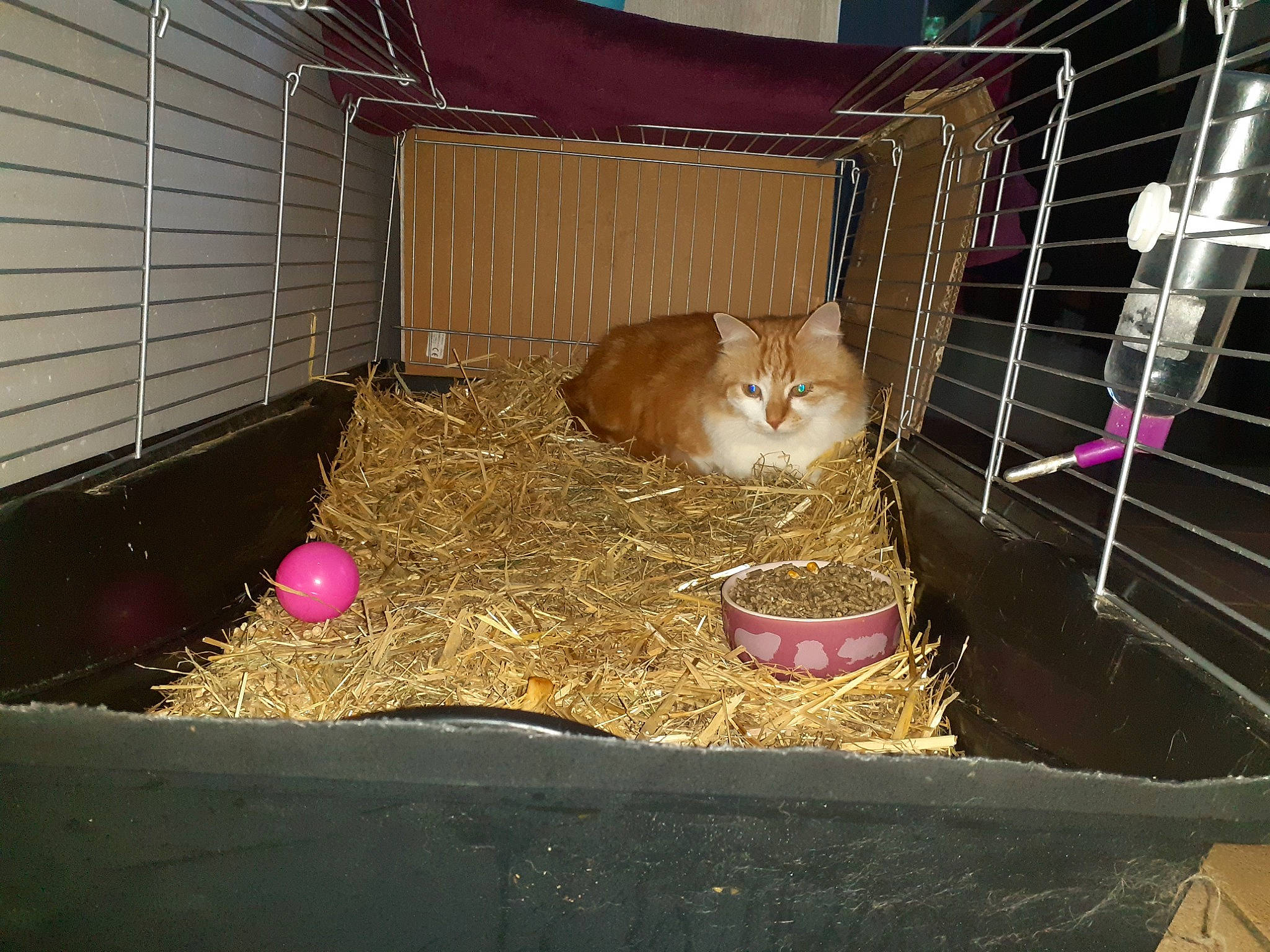 Chaton a rejoint le concours — aidez-le/la à gagner de superbes lots ! animal_shelter, box, cage, cat, cat_supply, event, fawn, felidae, fur, grass, hay, kennel, landscape, pet_supply, rabbit, small_to_medium_sized_cats, straw, tail, whiskers, wood