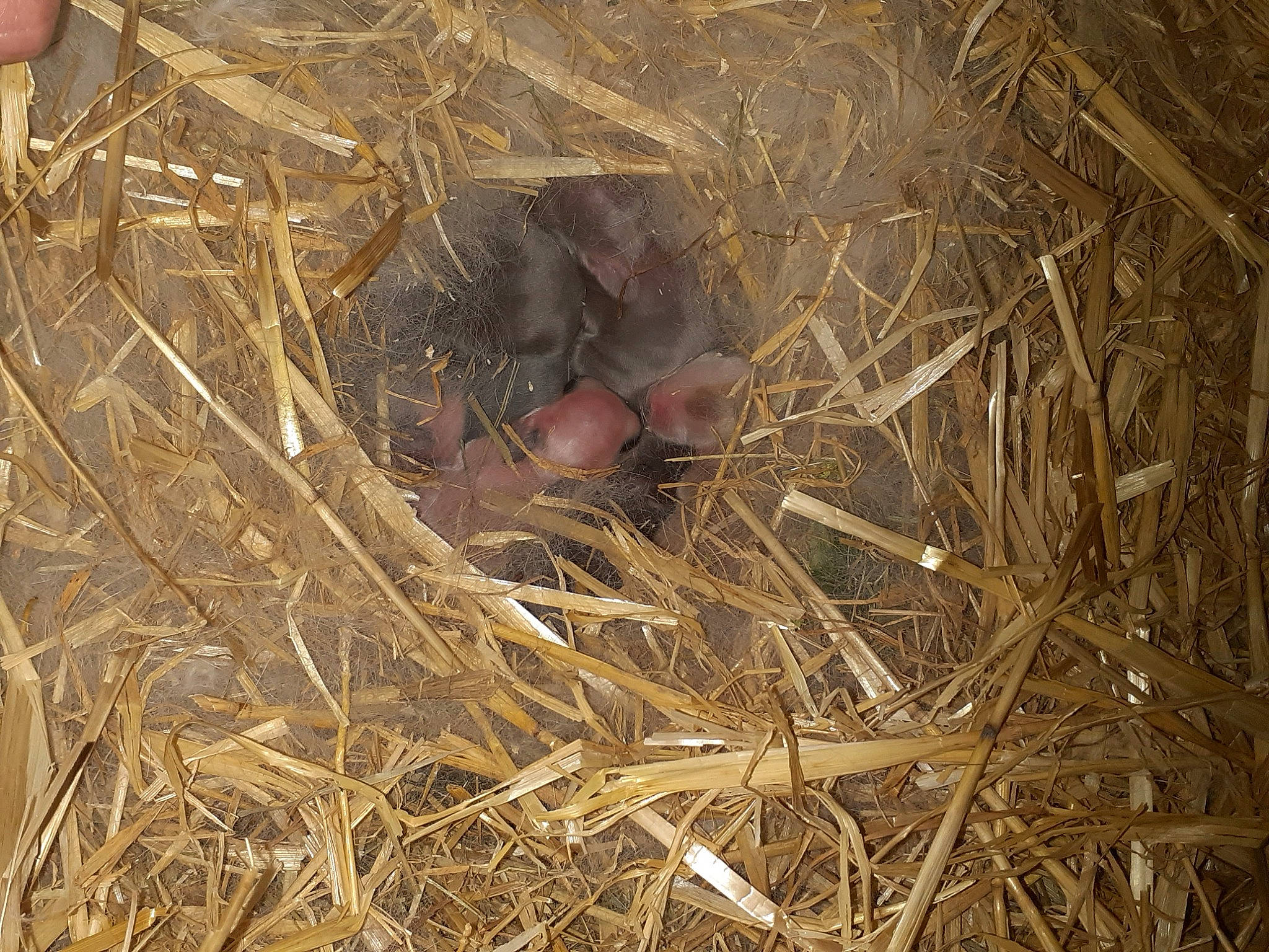Chaton participe au concours pour gagner de l'argent avec cette photo : grass, hay, soil, straw, terrestrial_animal, twig, wildlife, wood