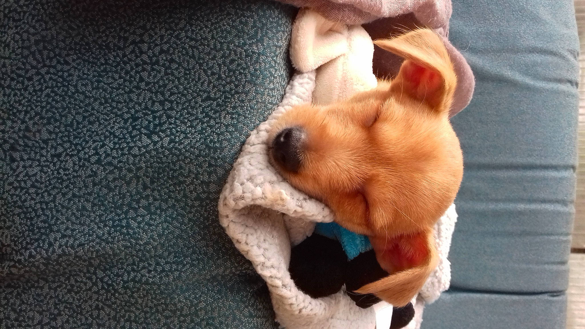 Flash participe au concours pour gagner de l'argent avec cette photo : carnivore, comfort, companion_dog, dog, dog_breed, dog_supply, fawn, fur, liver, paw, polar_fleece, puppy, small_terrier, terrier, toy_dog, whiskers, wood, working_animal, woven_fabric, wrinkle