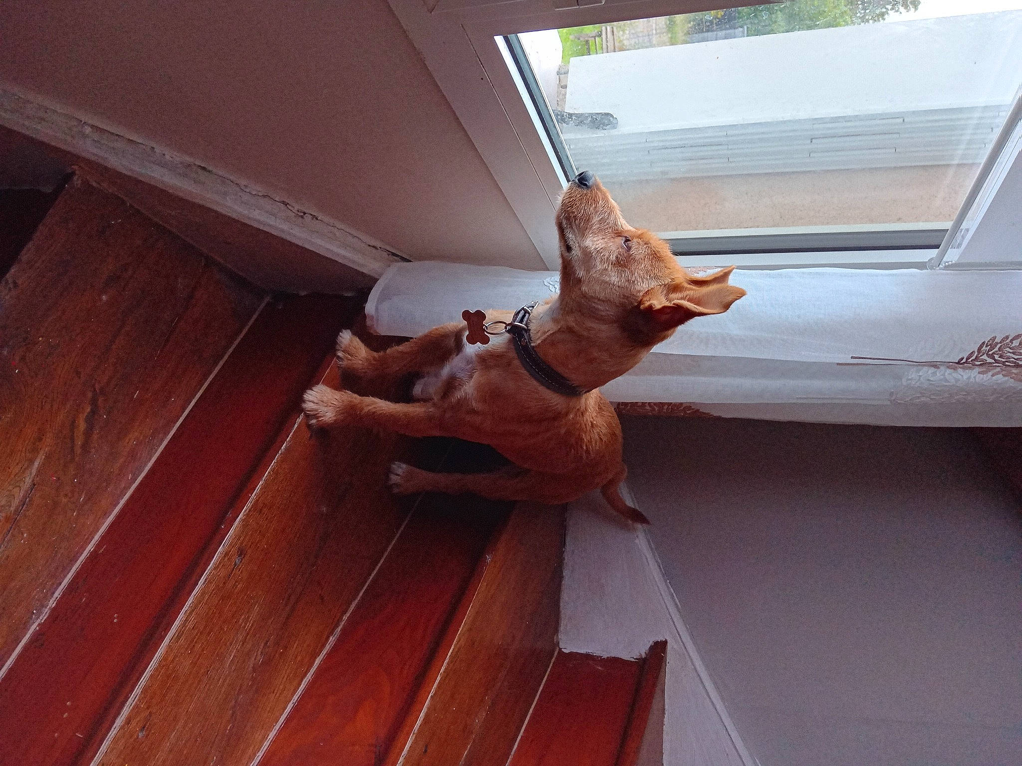 Flash participe au concours pour gagner de l'argent avec cette photo : brown, carnivore, comfort, companion_dog, dog, dog_breed, fawn, felidae, flooring, hardwood, plank, small_to_medium_sized_cats, tail, varnish, vehicle_door, whiskers, window, wood, wood_stain, working_animal