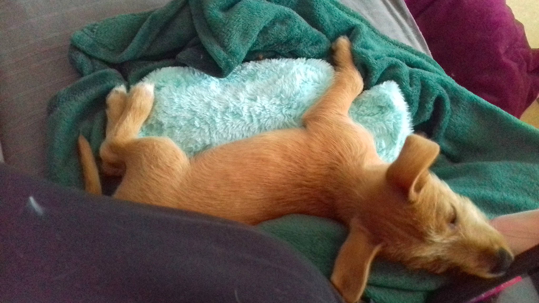 Flash participe au concours pour gagner de l'argent avec cette photo : bed, canidae, carnivore, comfort, companion_dog, dog, dog_breed, fawn, felidae, fur, linens, nap, paw, small_to_medium_sized_cats, snout, sporting_group, tail, terrestrial_animal, toy_dog, whiskers