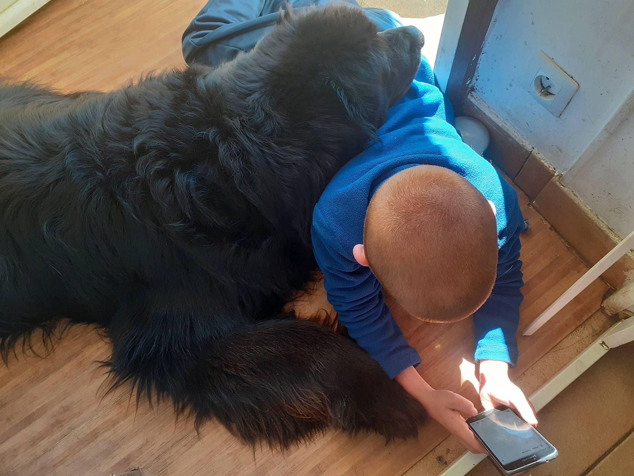 Sky participe au concours pour gagner de l'argent avec cette photo : comfort, companion_dog, dog, dog_breed, felidae, flooring, foot, fur, guard_dog, hat, human_leg, nap, sitting, small_to_medium_sized_cats, sporting_group, tail, thigh, toy_dog, wood, working_animal