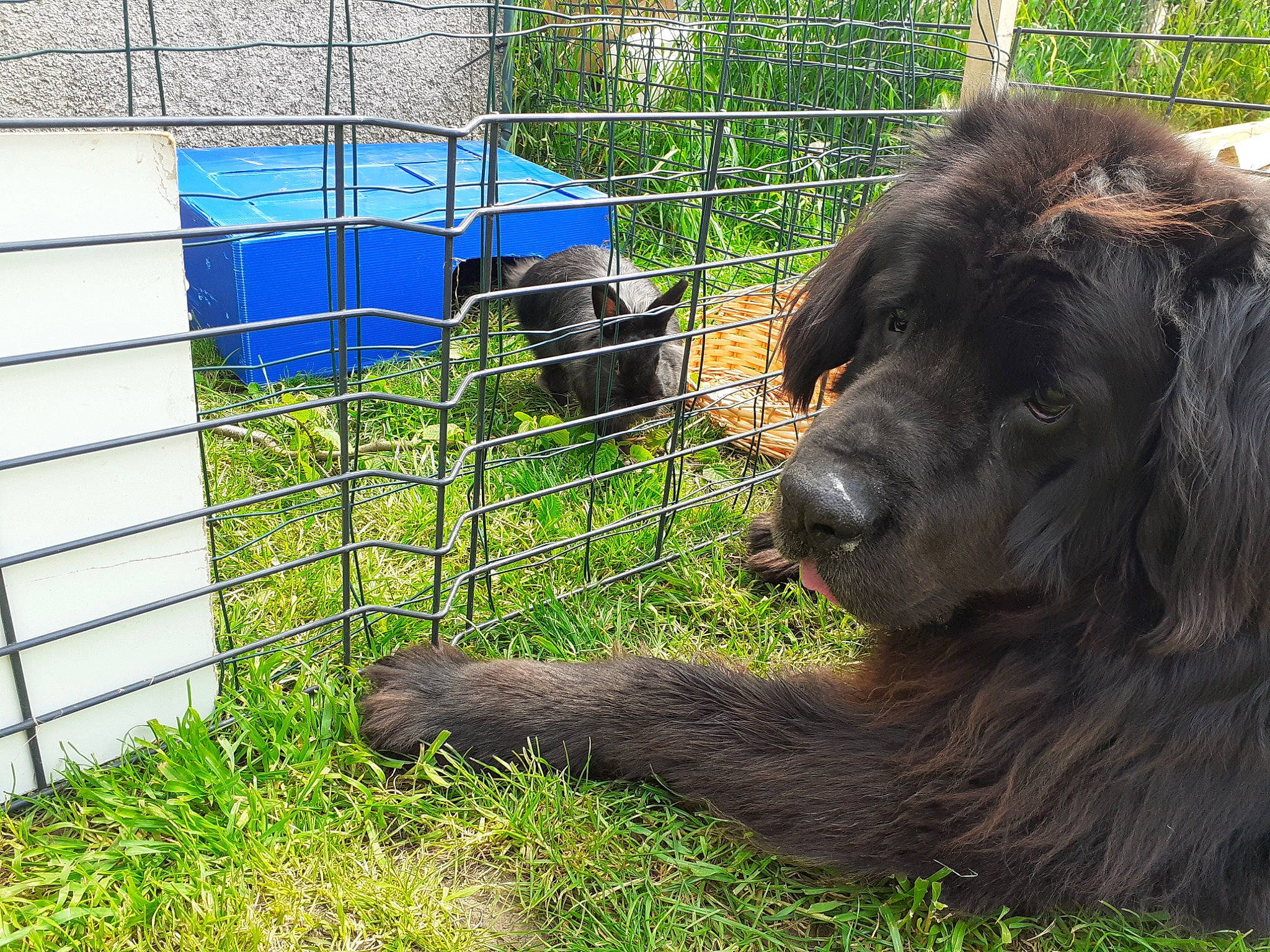 Sky participe au concours pour gagner de l'argent avec cette photo : carnivore, chain_link_fencing, companion_dog, dog_breed, fence, fur, grass, home_fencing, liver, mammal, masai_lion, mesh, pet_supply, plant, snout, sporting_group, terrestrial_animal, vertebrate, wire_fencing, working_animal