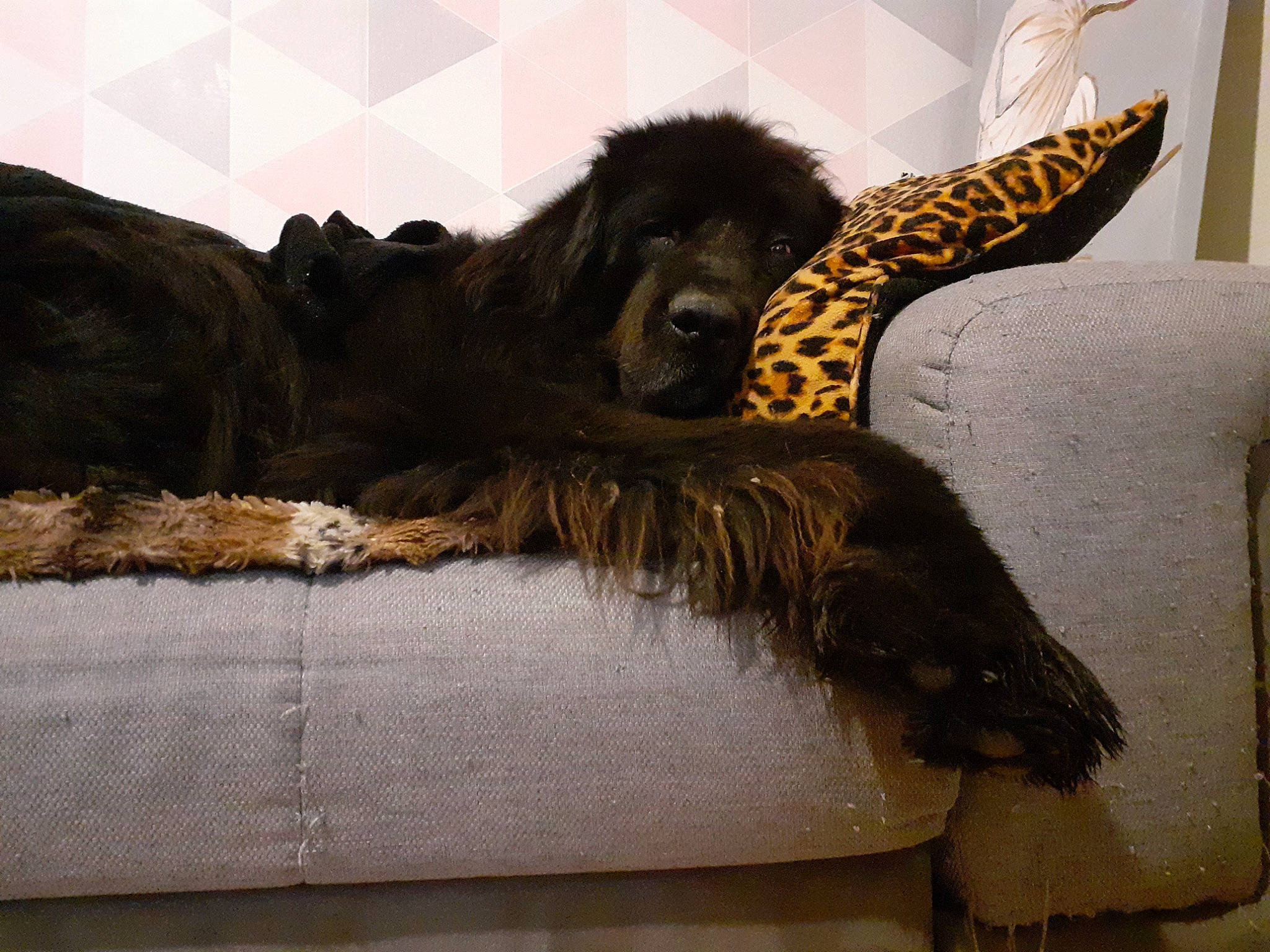 Sky a rejoint le concours — aidez-le/la à gagner de superbes lots ! canidae, carnivore, comfort, companion_dog, couch, dog, dog_breed, dog_supply, fang, felidae, fur, liver, paw, room, snout, sporting_group, studio_couch, tail, terrestrial_animal, working_animal