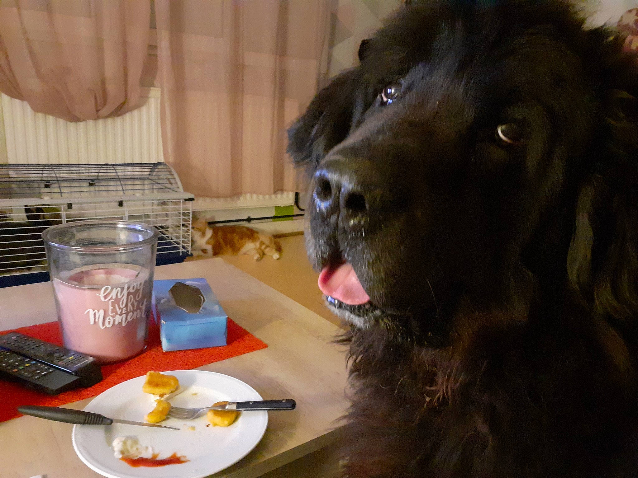 Sky participe au concours pour gagner de l'argent avec cette photo : bowl, carnivore, companion_dog, cup, curtain, desk, dog, dog_breed, drinkware, fur, gun_dog, kitchen_utensil, liver, plate, snout, sporting_group, table, tableware, whiskers, working_animal