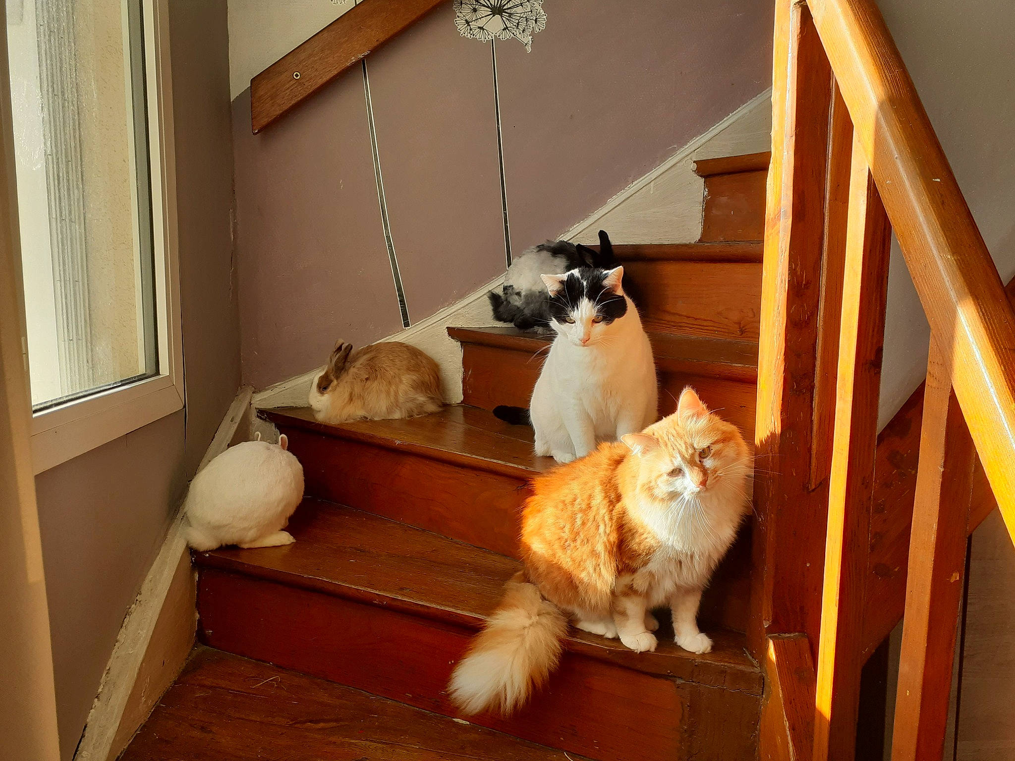 Cachous a rejoint le concours — aidez-le/la à gagner de superbes lots ! carnivore, cat, cat_supply, chair, companion_dog, domestic_short_haired_cat, fawn, felidae, floor, flooring, fur, hardwood, mammal, room, small_to_medium_sized_cats, tail, whiskers, window, wood, wood_stain