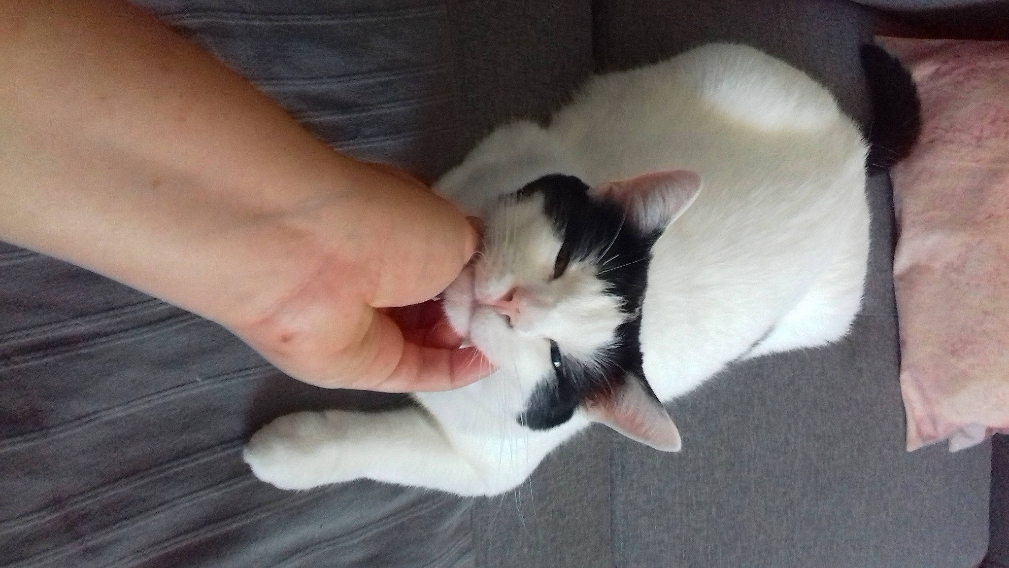 Cachous a rejoint le concours — aidez-le/la à gagner de superbes lots ! canidae, carnivore, cat, claw, comfort, dog_breed, domestic_short_haired_cat, fawn, felidae, flooring, foot, fur, gesture, hardwood, nail, paw, small_to_medium_sized_cats, snout, tail, whiskers