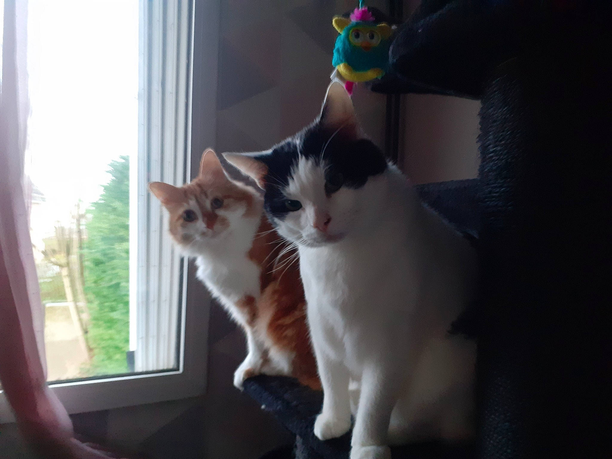 Cachous a rejoint le concours — aidez-le/la à gagner de superbes lots ! carnivore, cat, comfort, curtain, domestic_short_haired_cat, felidae, fur, hardwood, human_leg, paw, sash_window, sitting, small_to_medium_sized_cats, tail, tree, whiskers, window, window_treatment, wood