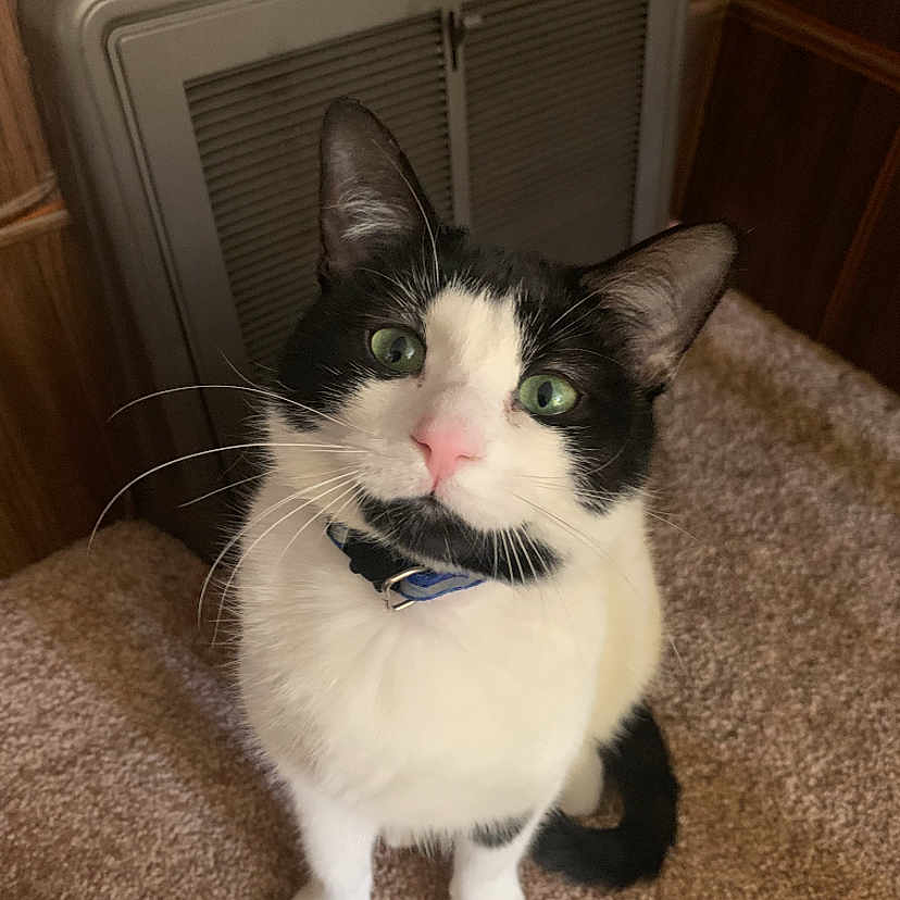 Crystal joined the competition — help win amazing prizes! abyssinian, animal, appliance, bodypart, cat, device, electricaldevice, fireplace, hardwood, indoors, interiordesign, kitten, manx, mouth, person, pet, plywood, radiator, siamese, wood