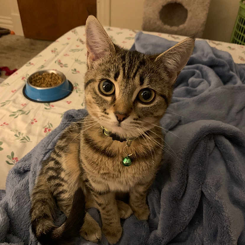 Tigerlilly