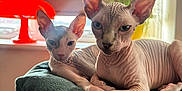 Peach And Prune is registered to the contest to win money with this photo: sphynx_cat, cat, pet, indoor, window, sunlight, orange, green, cat_tree, feline, wrinkled_skin, large_ears, relaxed, cushion, animal, two_animals, cozy, resting, domestic_cat, portrait