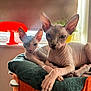 sphynx_cat, cat, pet, indoor, window, sunlight, orange, green, cat_tree, feline, wrinkled_skin, large_ears, relaxed, cushion, animal, two_animals, cozy, resting, domestic_cat, portrait