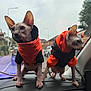 sphynx_cat, cat, hairless_cat, pet_clothing, orange_hoodie, black_hoodie, car_dashboard, indoor, animal, pet, vehicle_interior, suburban, overcast, window, curious, two_animals, side_view, domestic_cat, road, street
