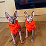 sphynx_cat, cat, pets, hairless_cat, orange_jacket, matching_outfits, wooden_floor, kitchen, domestic, two_cats, curious, indoor, animal, ears, eyes, feline, small, cute, sitting, companion