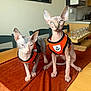 sphynx_cat, cat, hairless_cat, pet, indoor, table, harness, orange, feline, curious, ears, two_animals, animal_portrait, domestic_cat, looking_at_camera, kitchen, chair, table_runner, wooden_table, houseplant