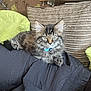 Graham And Sue joined the competition — help win amazing prizes! cat, kitten, tabby, feline, pet, indoor, cushion, sofa, fabric, collar, fluffy, relaxed, cozy, home, animal, cute, fur, whiskers, eyes, resting