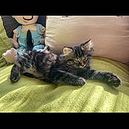 Graham And Sue is registered to the contest to win money with this photo: kitten, cat, tabby, animal, pet, feline, cute, fluffy, indoor, blanket, green, resting, relaxed, doll, stuffed_toy, cozy, soft_light, couch, pillow, home
