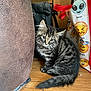 Graham And Sue is registered to the contest to win money with this photo: kitten, cat, tabby, fur, floor, wooden_floor, bag, emoji, red_handle, curious, indoor, furniture, chair, black_bag, pet, young_cat, cute, animal, domestic, sitting