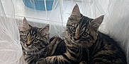 Graham And Sue joined the competition — help win amazing prizes! cat, kitten, tabby, window, curtain, indoor, pet, animal, feline, cute, snuggling, whiskers, fur, eyes, resting, cozy, soft_light, domestic, two_animals, curious