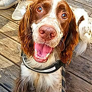 Loki participe au concours pour gagner de l'argent avec cette photo : dog, brown_and_white, happy, outdoor, wooden_deck, leash, pet, canine, sitting, looking_up, tongue_out, long_ears, person, shoes, legs, casual, daylight, smiling, friendly, animal
