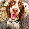 animal, brown_and_white, canine, casual, daylight, dog, friendly, happy, leash, legs, long_ears, looking_up, outdoor, person, pet, shoes, sitting, smiling, tongue_out, wooden_deck