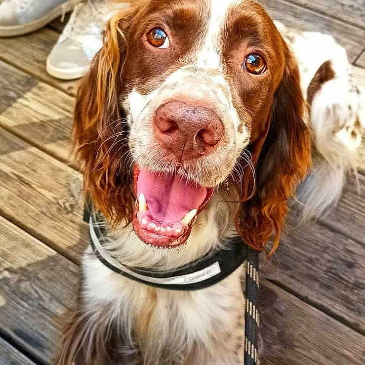 Loki