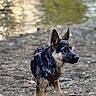 dog, puppy, german_shepherd, wet, water, riverbank, rocks, outdoor, nature, animal, canine, fur, ears, alert, young, pet, collar, harness, walking, curious