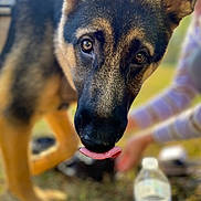 Buck joined the competition — help win amazing prizes! dog, german_shepherd, close_up, tongue_out, outdoor, animal, pet, grass, blurred_background, person, water_bottle, playful, curious, canine, ears, fur, nose, eyes, muzzle, nature