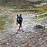 dog, german_shepherd, water, river, mud, wet, outdoor, nature, animal, canine, running, shallow_water, riverbank, forest, summer, daylight, muzzle, ears, paws, playful