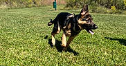 Buck is registered to the contest to win money with this photo: dog, puppy, german_shepherd, running, grass, park, outdoor, sunny, blue_sky, greenery, nature, canine, animal, pet, happy, playful, tongue_out, ears_up, daytime, field