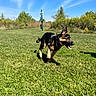 dog, puppy, german_shepherd, running, grass, park, outdoor, sunny, blue_sky, greenery, nature, canine, animal, pet, happy, playful, tongue_out, ears_up, daytime, field