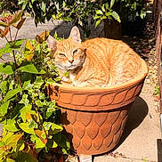 Ginger is registered to the contest to win money with this photo: cat, orange_tabby, flower_pot, terracotta, plant, green_leaves, sunlight, garden, outdoor, relaxed, pet, nature, animal, sunbathing, cozy, shade, concrete, feline, daylight, resting