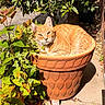 cat, orange_tabby, flower_pot, terracotta, plant, green_leaves, sunlight, garden, outdoor, relaxed, pet, nature, animal, sunbathing, cozy, shade, concrete, feline, daylight, resting