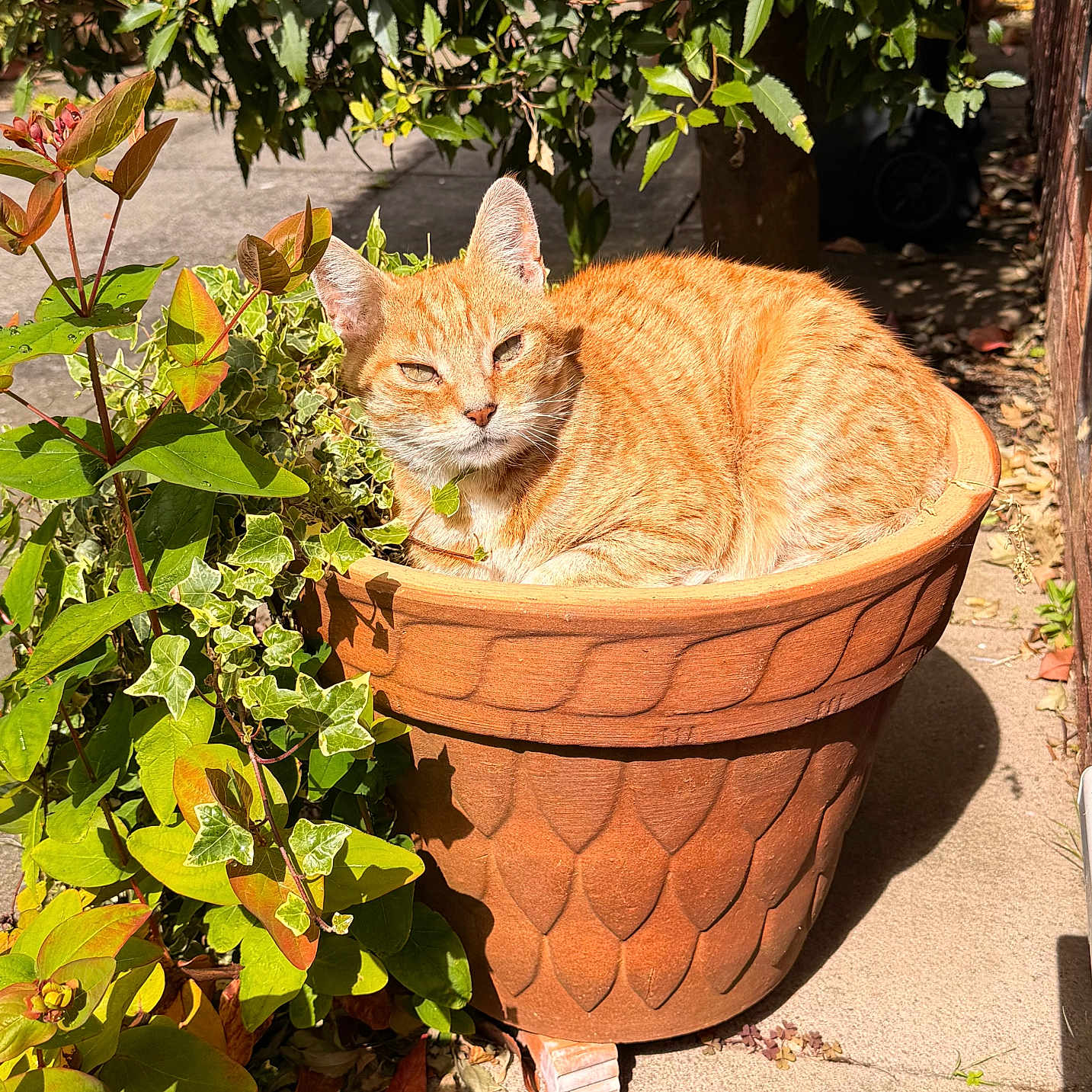 Ginger is registered to the contest to win money with this photo: cat, orange_tabby, flower_pot, terracotta, plant, green_leaves, sunlight, garden, outdoor, relaxed, pet, nature, animal, sunbathing, cozy, shade, concrete, feline, daylight, resting