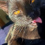 amber_eyes, black_cat, cat, close_up, cute, eye_glow, feline, fur, indoor, macro, nose, paw, pet, playful, portrait, reflection, relaxing, sunlight, tongue_out, whiskers