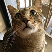 Mako is registered to the contest to win money with this photo: animal, balcony, cat, close_up, curious, daylight, domestic_cat, ears, eyes, feline, fur, indoor, looking_up, nose, pet, portrait, screen, tabby, whiskers, window