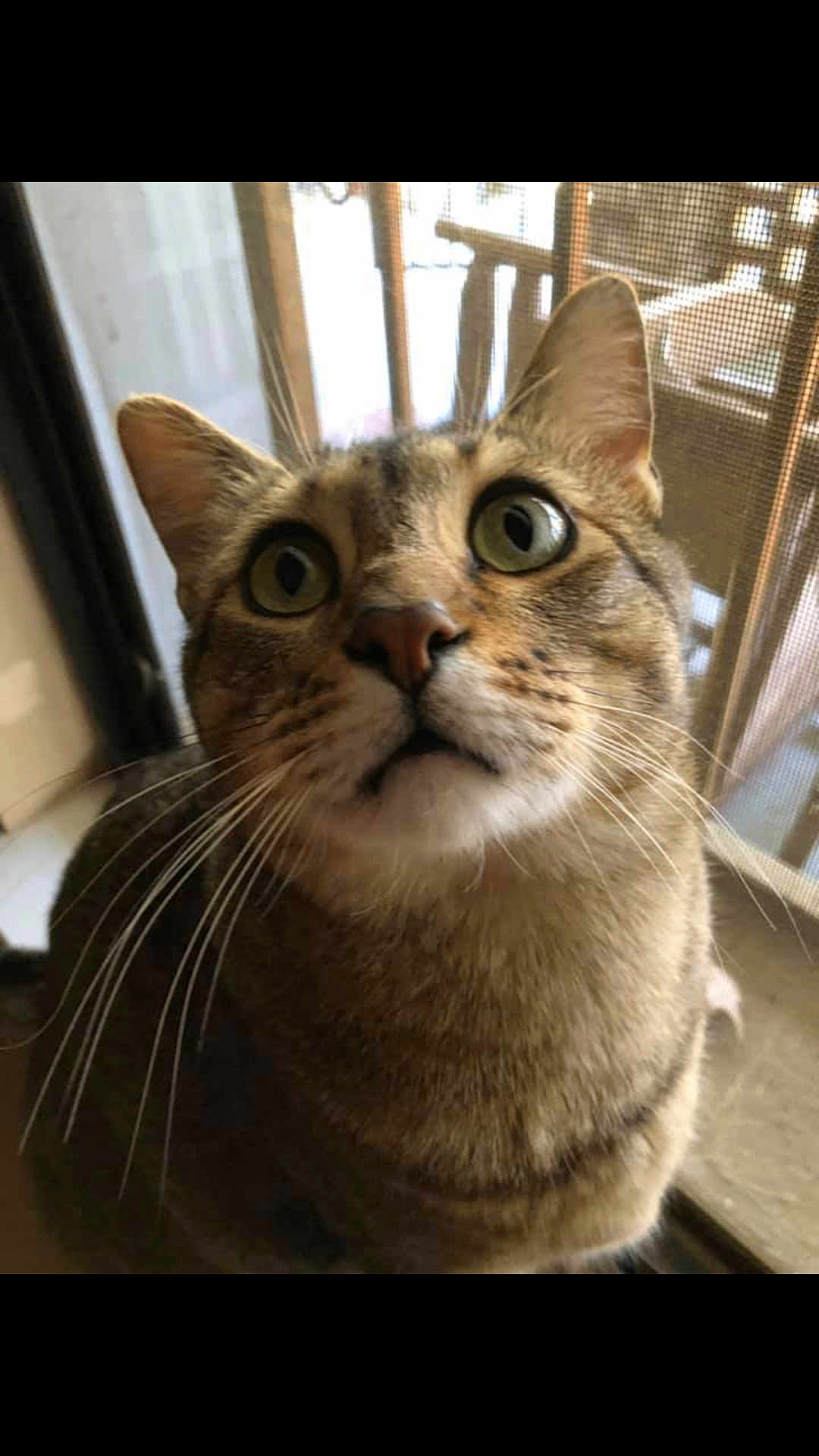 Mako