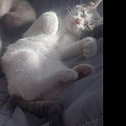 Asher is registered to the contest to win money with this photo: animal, blanket, cat, cozy, cute, feline, fur, indoor, kitten, paw, peaceful, pet, relaxing, resting, sleeping, soft_light, tabby, tail, whiskers, young