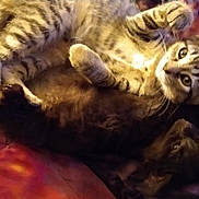 Bear is registered to the contest to win money with this photo: cat, kitten, tabby, black_cat, pet, animal, furry, cute, sleeping, resting, cuddle, bed, blanket, indoor, fur, whiskers, paw, ears, eyes, playful