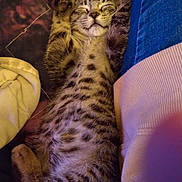 Squirt joined the competition — help win amazing prizes! kitten, cat, sleeping, spotted, fur, paws, cozy, blanket, jeans, leg, pink_sleeve, relaxing, indoor, pet, cute, animal, close_up, resting, feline, domestic_cat