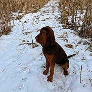 Annie is registered to the contest to win money with this photo: dog, brown_dog, snow, winter, path, cornfield, dried_corn_stalks, outdoor, animal, pet, canine, sitting, nature, rural, cold, fur, muzzle, ears, quiet, daylight